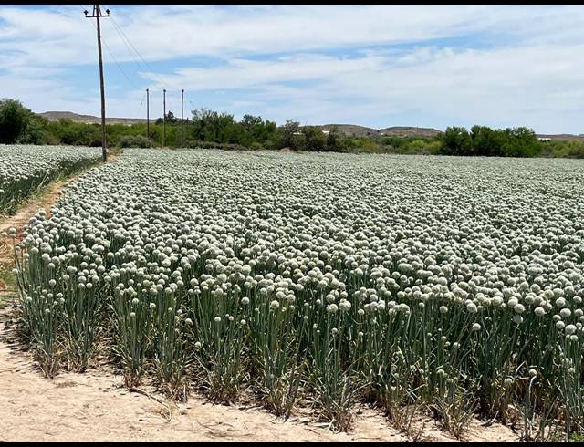 4,642HA FARM FOR SALE IN LEEU GAMKA